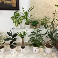 خانه گل|گل و گیاه طبیعی|مشهد, امامیه|دیوار