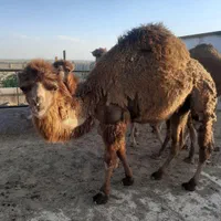 ۳نفر شتر بغور|حیوانات مزرعه|اصفهان, آبشار|دیوار