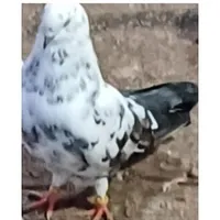کبوتر