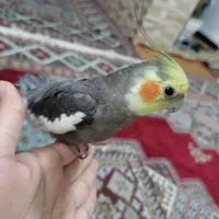 گمشده