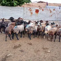 ماده گوشتی جهت قربانی|حیوانات مزرعه|قزوین, |دیوار