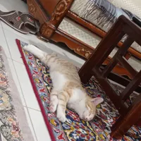 واگذاری بچه گربه دو قلو