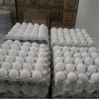 عمده فروشی تخم‌مرغ با کیفیت از درب مرغداری