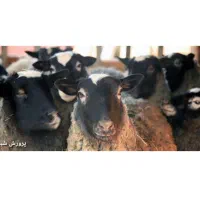 آموزش نگهداری گوسفند رومانوف بره میش و قوچ|خدمات آموزشی|تبریز, |دیوار