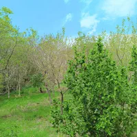 باغ روستای کهندان بهشت قم|فروش زمین و ملک کلنگی|قم, هفت تیر|دیوار