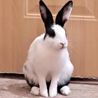 خرگوش