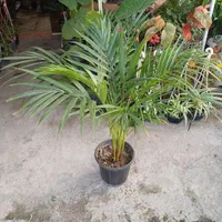 گل (گیاه) اریکا