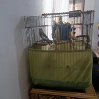 عروس هلندی چلوندنی جفت با قفس|پرنده|تهران, افسریه|دیوار