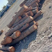 خرید چوب درخت صنوبر کبوده کاج توت تیر سقفی  قیصی