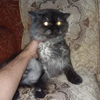 گربه پرشین نر و ماده
