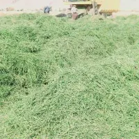 یونجه جو سبوس سویا خوراک دام شیری و پرواری|عمده‌فروشی|شیراز, کوشک میدان|دیوار