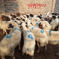مناسب قربانی گوسفند زنده شکم خالی پر گوشت چاق