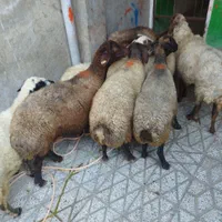 انواع‌ گوسفند‌ چاق‌ چاق‌ روغنی‌کشتاری