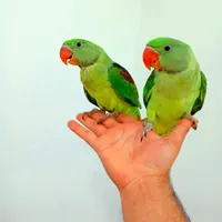 سرزمین پرندگان بهزاد ملنگو راهب شاه طوطی برزیلی|پرنده|تهران, جیحون|دیوار