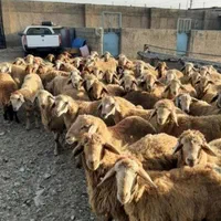 گوسفند زنده کردان کوهسار هشتگرد چهارباغ وحومه