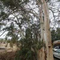 درخت بیدکویتی و اکالیپتوس و قطع نخل|خدمات باغبانی و درختکاری|برازجان, |دیوار