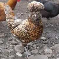 فروش سفارشی تخم مرغ سلطان و لهستانی|حیوانات مزرعه|رشت, بازار|دیوار