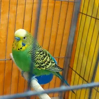 دو عدد مرغ عشق|پرنده|شیراز, کوی طلاب|دیوار