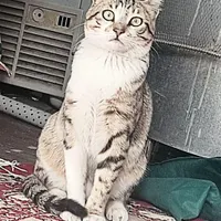 گربه خانگی