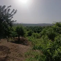 باغ بادام ۱۰۰۰متری باسند تگ برگ رسمی|فروش دفتر صنعتی، کشاورزی، تجاری|فولادشهر, زاینده رود|دیوار