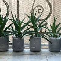 گل گندمی و شاخ گوزنی با گلدان|گل و گیاه طبیعی|تهران, مینا|دیوار