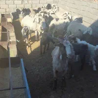 گوسفند عید قربان بره کره چپش قوچ نری بز میش|حیوانات مزرعه|کرمان, |دیوار