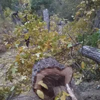 انواع و اقسام مختلف چوب|خدمات باغبانی و درختکاری|اراک, |دیوار