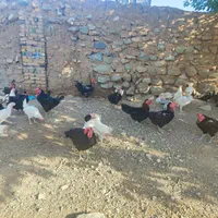 مرغ وخروس سیاه جهت قربانی حضوری اینترتی|حیوانات مزرعه|تهران, جنت‌آباد شمالی|دیوار