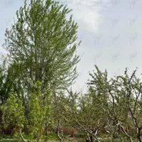 معاوضه باغچه در سهیلیه دولت آباد روبه روی علی سید|فروش زمین و ملک کلنگی|تنکمان, |دیوار