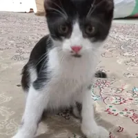 گربه گمشده*