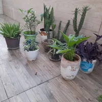 گل طبیعی|گل و گیاه طبیعی|رشت, نظری|دیوار