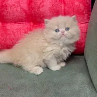 بچه گربه های بی مانند|گربه|اهواز, کوی باهنر|دیوار