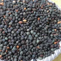 بنه کوهی و کسور کوهی(کلخونگ) عمده  فقط تماس|خوردنی و آشامیدنی|شیراز, باغ تخت|دیوار