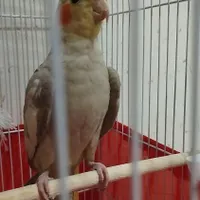 عروس هلندی گم شده