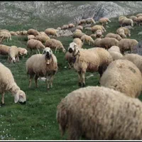 شهرداری دام و زنده در تهران زیرنظراتحادیه|حیوانات مزرعه|تهران, سازمان برنامه شمالی|دیوار
