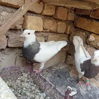 طوقی کرمانشاهی معاوضه قناری عروس هلندی|پرنده|اصفهان, خانه اصفهان|دیوار
