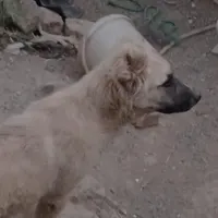توله سگ قفقازی سرابی