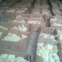 جوجه رنگی عمده|حیوانات مزرعه|شیراز, کوشک میدان|دیوار
