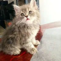 گربه پرشین اسکاتیش/ گربه میکس