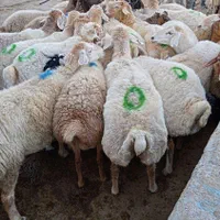 گوسفند مغان بیجار بجنورد افشار کردستان زنده باقصاب|حیوانات مزرعه|کرج, کیانمهر|دیوار