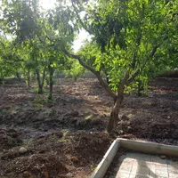 1700باغ دور محصور/ با امکان احداث بنا ۷۵متری|فروش زمین و ملک کلنگی|نور, |دیوار