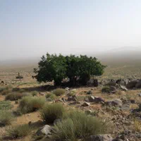 خدمات باغ وباغچه(تمام خدمات باغبانی و درختکاری )