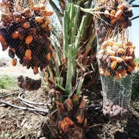 پاجوش نهال مجول خرما|خدمات باغبانی و درختکاری|بهبهان, |دیوار