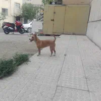 سگ نژاد شیواوا|سگ|تهران, حکیمیه|دیوار