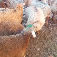 شقه ونیم شقه ویک چهارم شقه بره