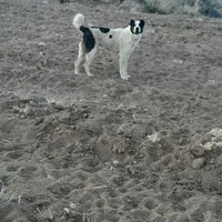 سگ گله