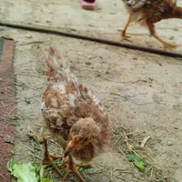 جوجه مرغ و خروس