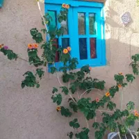 تولید و فروش کاهگل صنعتی نوین (کاه گل،کاگل مصنوعی)|خدمات پیشه و مهارت|اصفهان, باغ زیار|دیوار