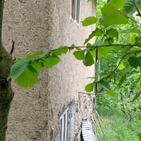 ویلا جنگلی کوهستانی گیلان اشکورات|فروش خانه و ویلا|اصفهان, نقش جهان|دیوار