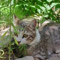 مژدگانی برای پیرا کردن گربه